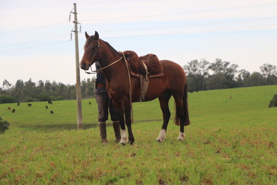 Lote SANTA GLORIA PICANTONA