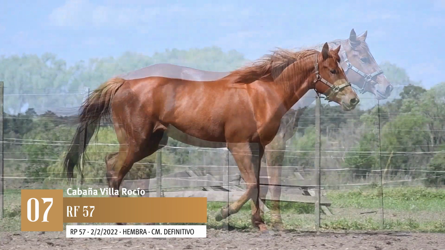 Lote Yeguarizos a remate en Entre Razas , San José