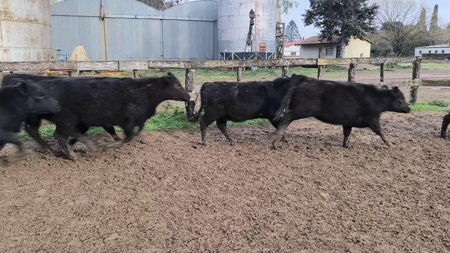 Lote 65 Terneras en Entre Ríos, Gualeguaychú