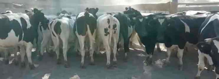 Lote 26 Novillo Engorda en Región Metropolitana, Pirque