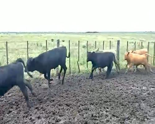 Lote 52 Terneras en Canals, Córdoba