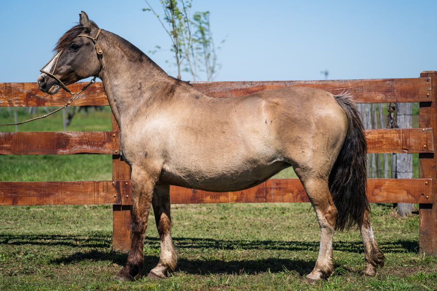 Lote PATACON LA CAUDILLA