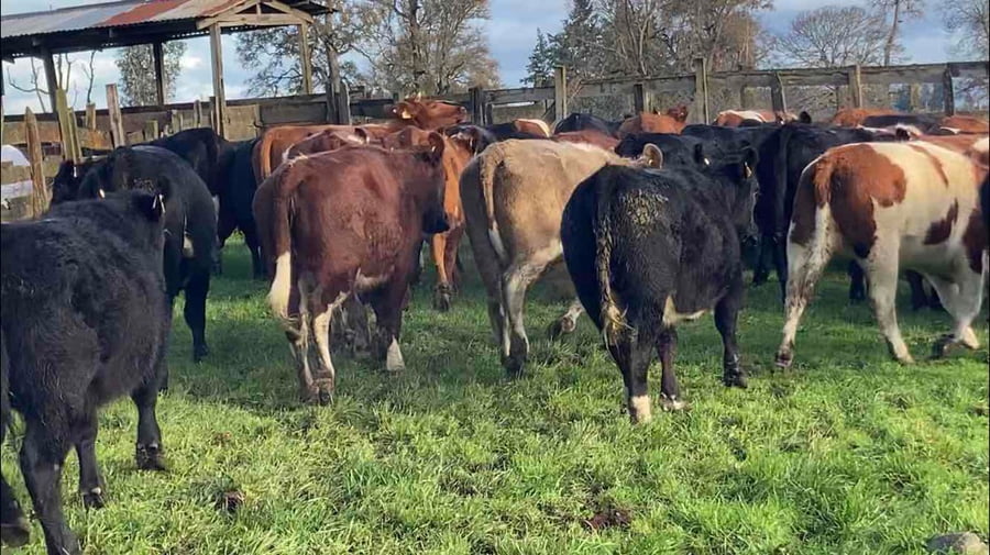 Lote 60 Vaquilla Engorda en Río Bueno, XIV Región Los Ríos