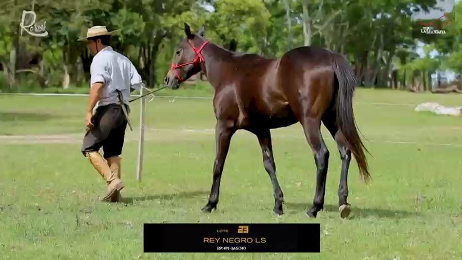 Lote REY NEGRO LS