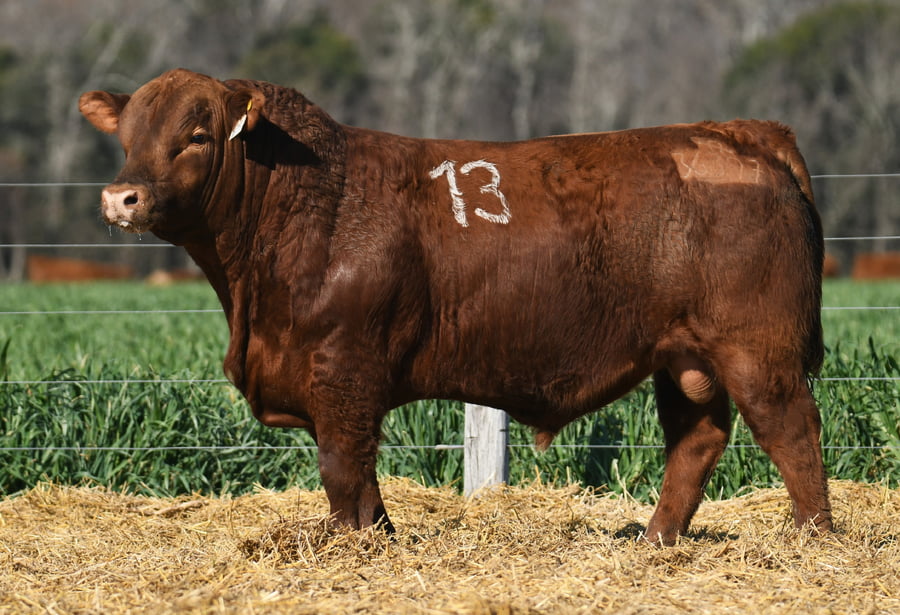 Lote TORO ANGUS PC