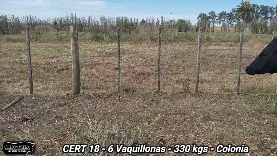 Lote 6 Vaquillonas 1 a 2 años en Colonia