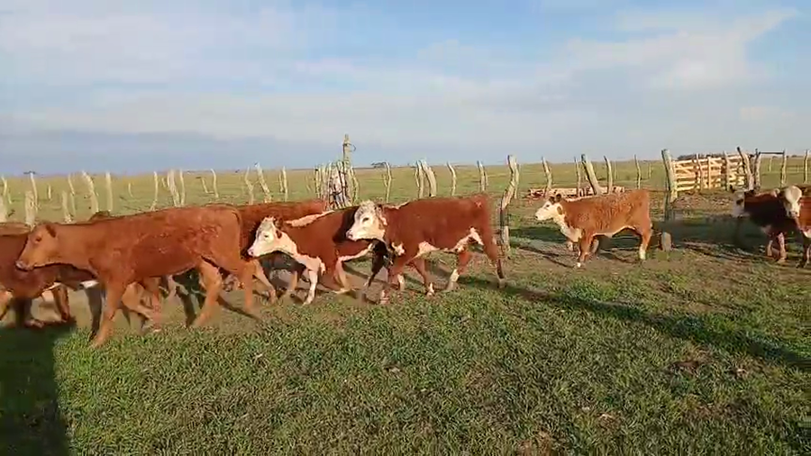 Lote 62 Terneros/as en Corrientes, Mercedes