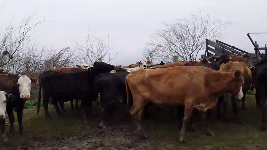 Lote 31 Vacas de invernar en Santa Fe, Vera