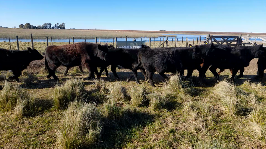 Lote 25 Terneros en Buenos Aires, Laprida