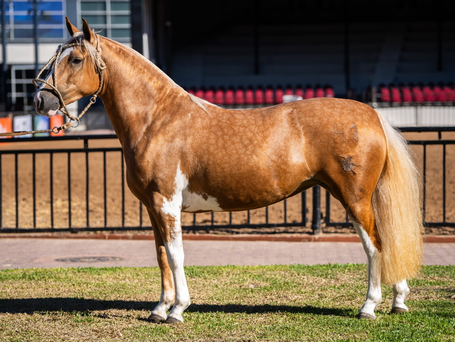 Lote AÑORANZA SOBERANA