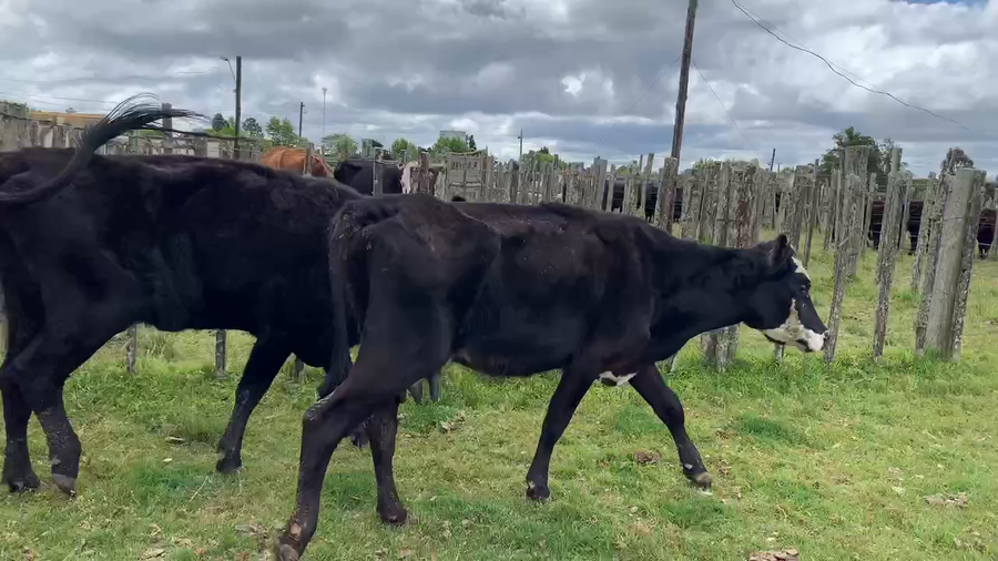 Lote 5 Vacas de Invernada en Tupambaé, Cerro Largo