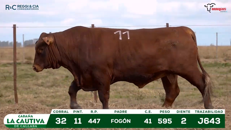 Lote TOROS BRANGUS PPC Cabaña La Cautiva