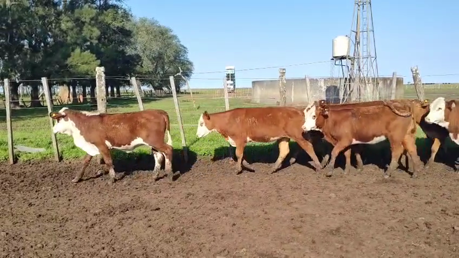 Lote 70 Terneros/as en Corrientes, Mercedes