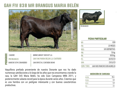 Lote LOTE 47