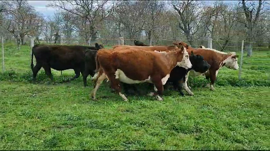 Lote 8 Vacas C/ gtia de preñez en Brandsen, Buenos Aires