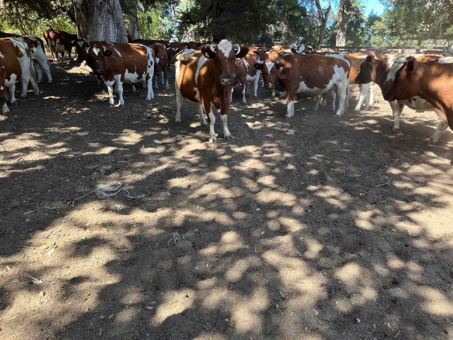 Lote 43 Vaca Preñada en Quillón, XVI Región Ñuble