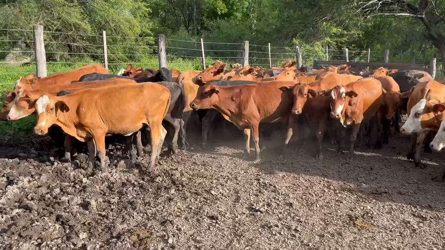 Lote 70 Terneras en Formosa, Formosa