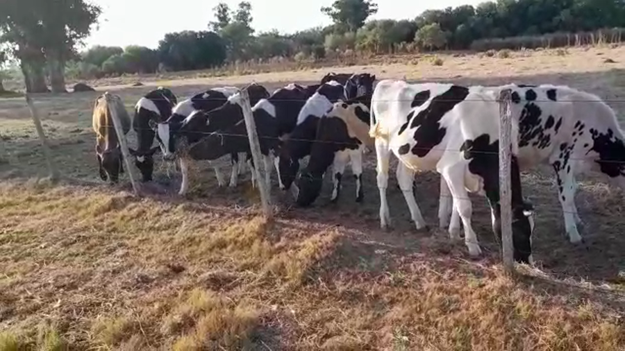 Lote (Vendido)16 Terneros Holando HOLANDO a remate en #29 Pantalla Carmelo 130kg -  en COSTAS DEL TALA