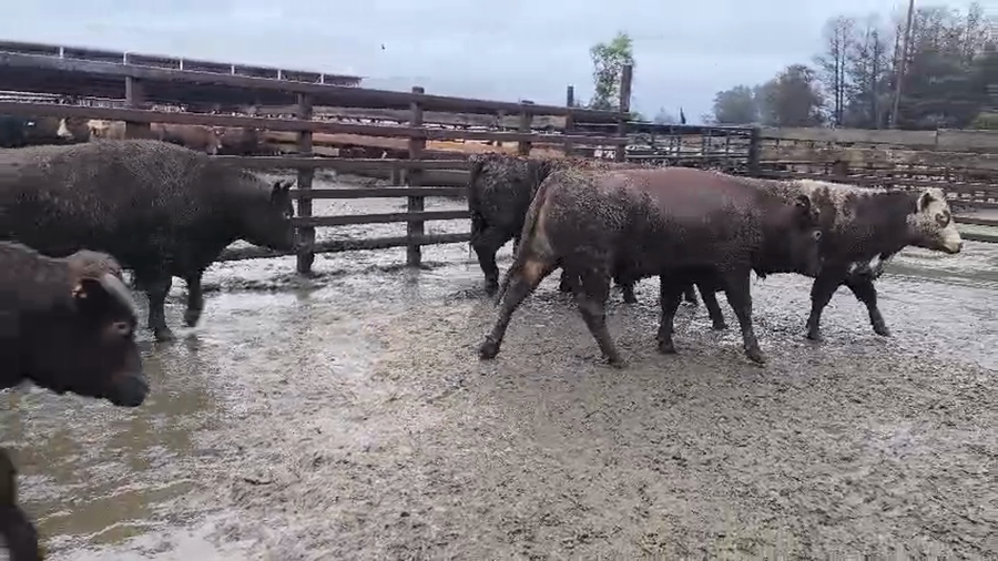 Lote 20 Novillo Gordo en Los Ángeles, VIII Región Biobío