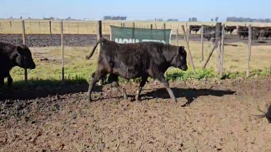 Lote 55 Terneros en Bolívar