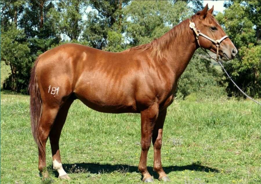 Lote VDA GUAYABO DEL CIELO