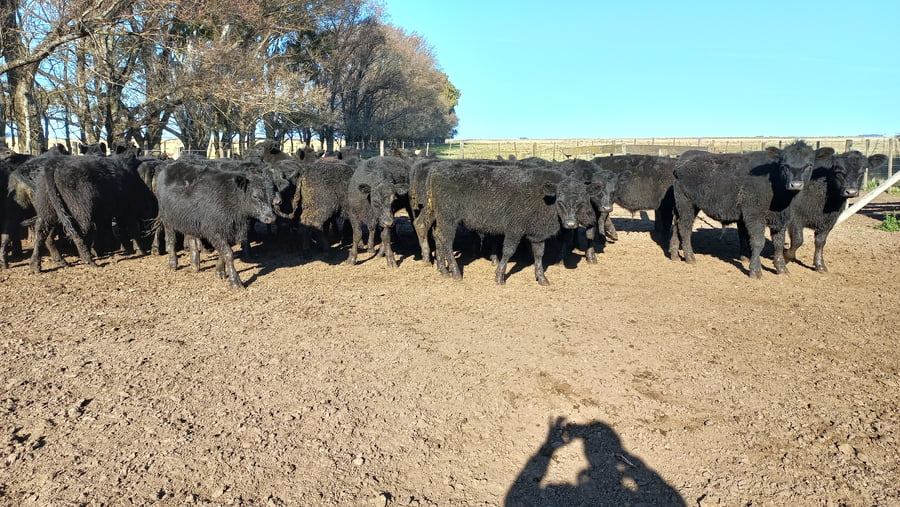 Lote 44 Novillitos en Laprida, Buenos Aires