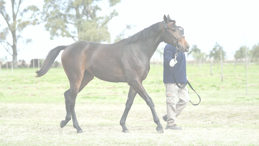 Lote NUEVA PALMIRA (NICODEMUS -  NOSTALGIA AREGUEÑA)