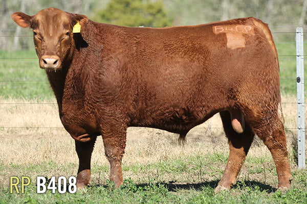 Lote 3 TOROS PUROS DE PEDIGREE