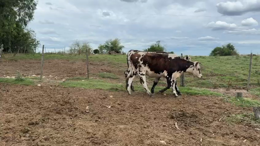 Lote VAQUILLONAS 1 a 2 AÑOS