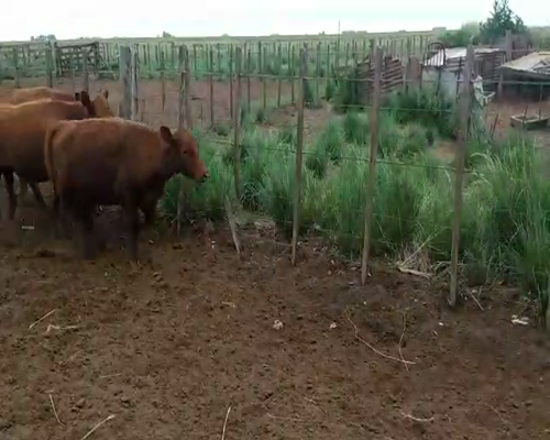 Lote 12 Terneras en Olavarría, Buenos Aires