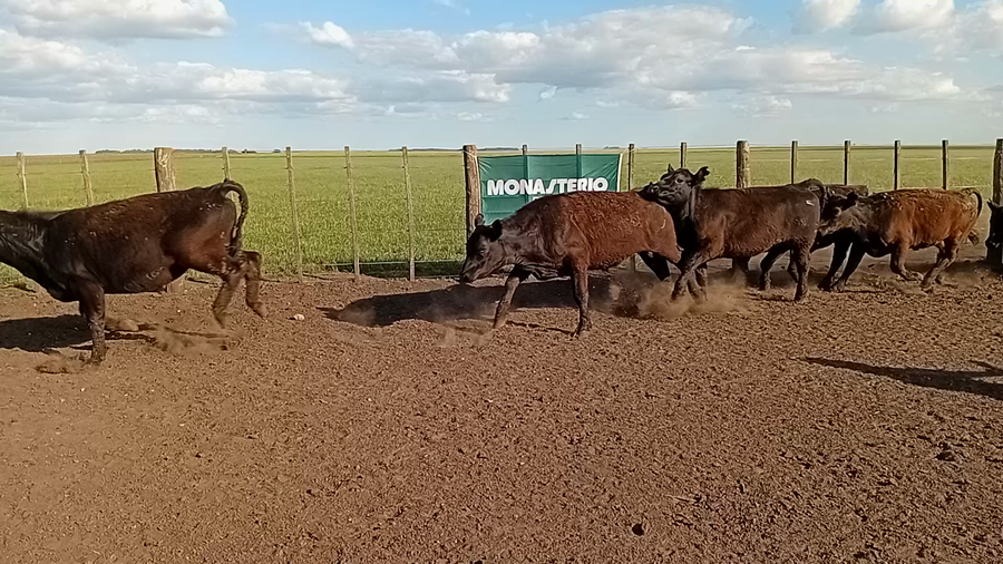 Lote 55 Novillitos en Benito Juárez