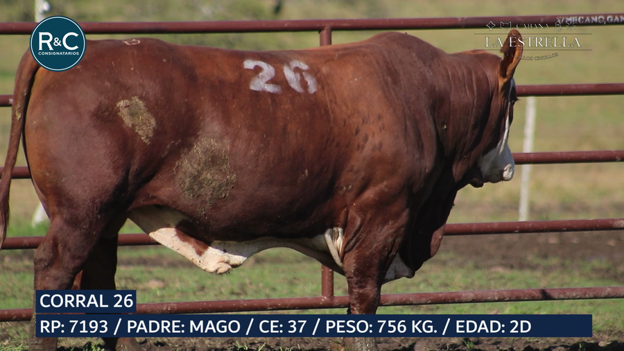 Lote Toro Braford