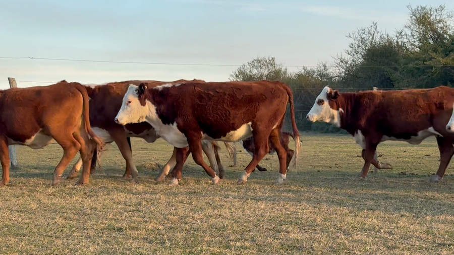 Lote 140 Vientres en Corrientes, Mercedes