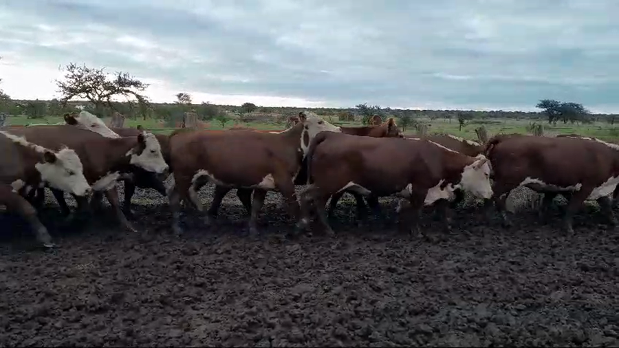 Lote 28 Vaquillonas en Entre Ríos, Los Conquistadores