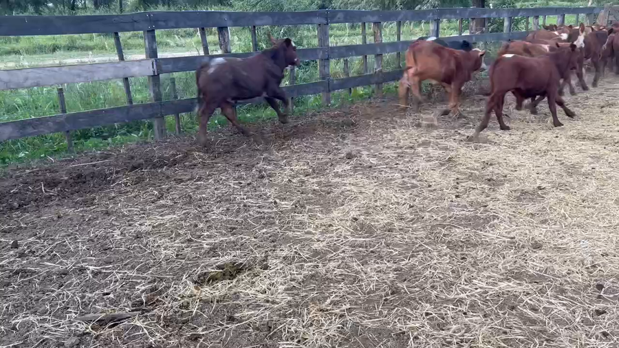 Lote 100 Terneros en Juan José Castelli, Chaco