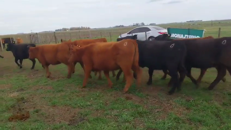 Lote 50 Terneras EN ARBOLEDAS