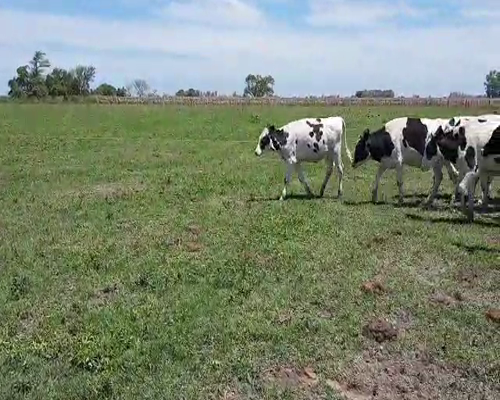 Lote Ruben Zenclussen