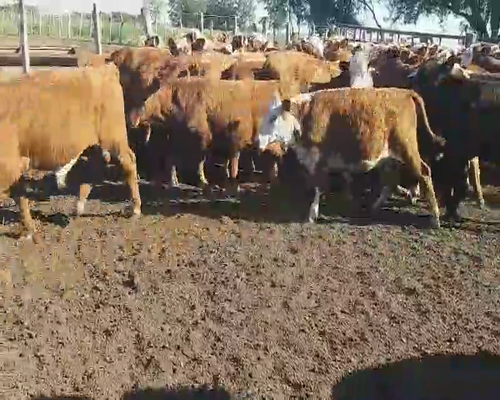 Lote 101 Terneros/as en Villaguay, Entre Ríos