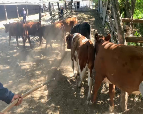 Lote 60 Ternero en Linares, VII  Región Maule
