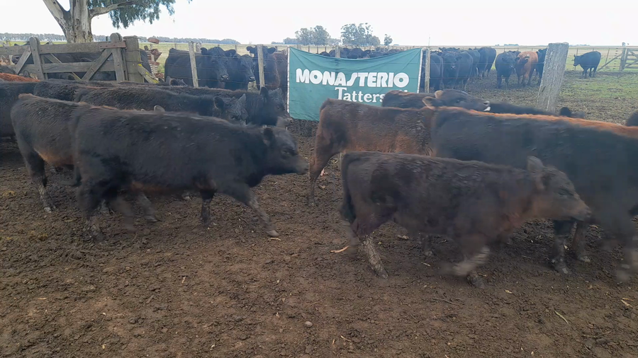 Lote 37 Vacas medio uso C/ cria Benito Juárez