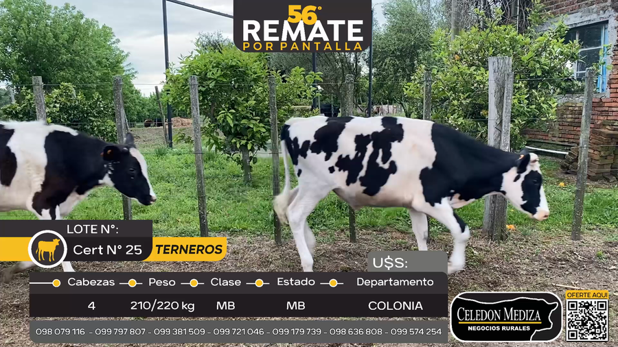 Lote 4 Terneros en Riachuelo, Colonia