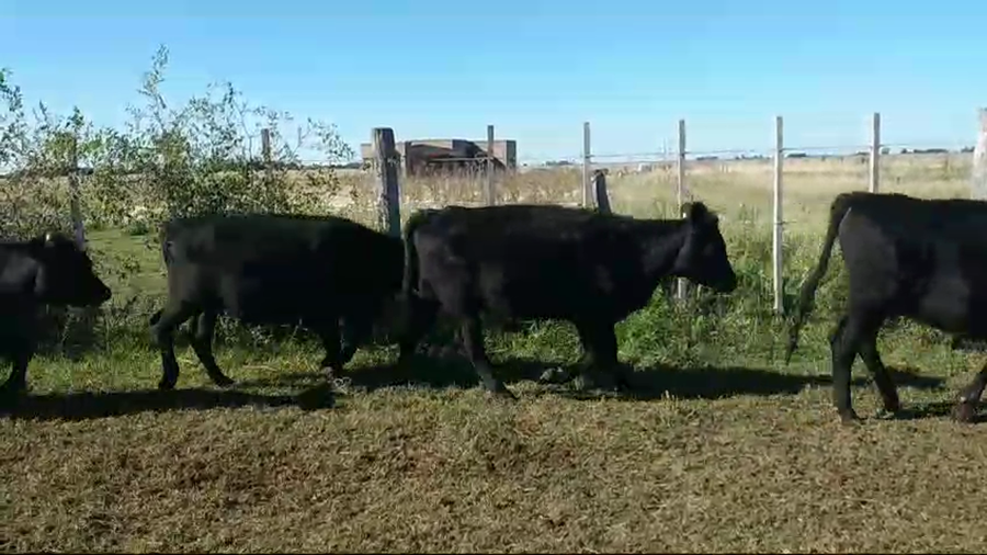 Lote 42 Terneros/as en Magdalena, Buenos Aires