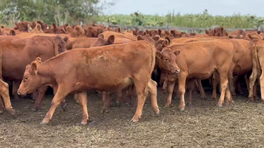 Lote 140 Vaquillonas