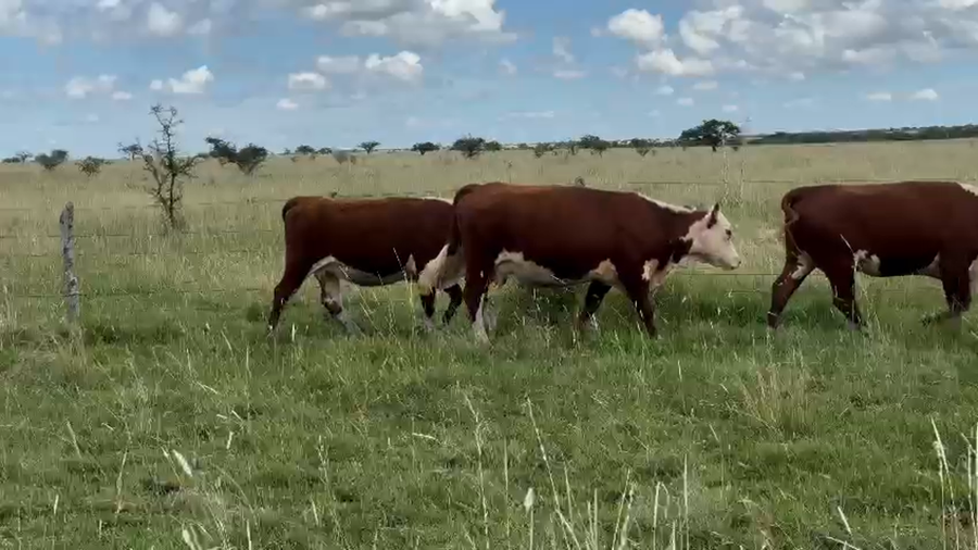 Lote 45 Vaquillonas C/ gtia de preñez