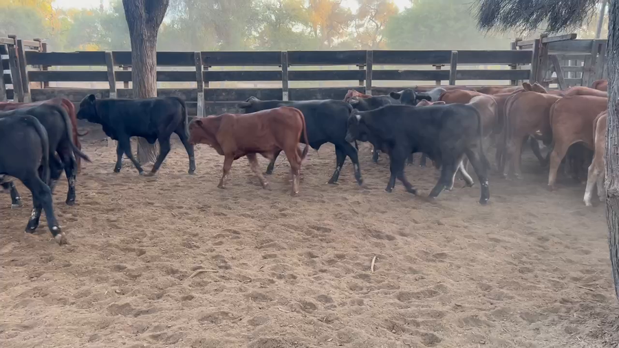 Lote 103 Terneros/as en Juan José Castelli, Chaco