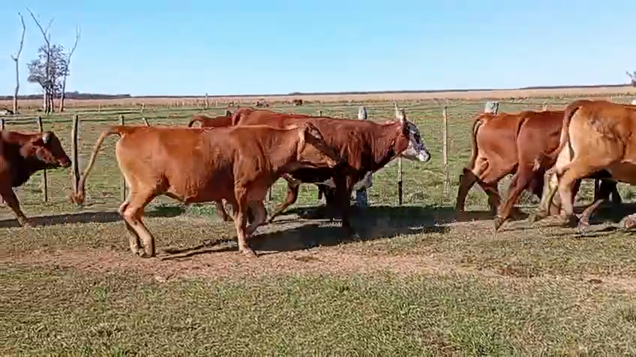 Lote 31 Novillitos