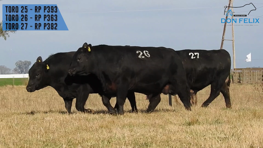 Lote "Cabaña ""Don Felix"" Toros Angus PC"