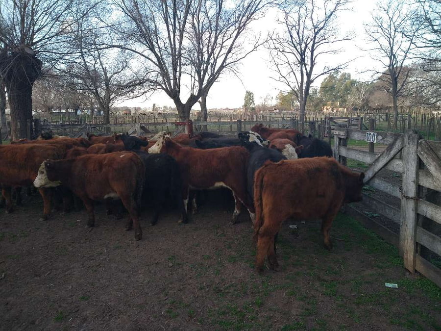 Lote 30 Terneras en Gral. Lamadrid, Buenos Aires