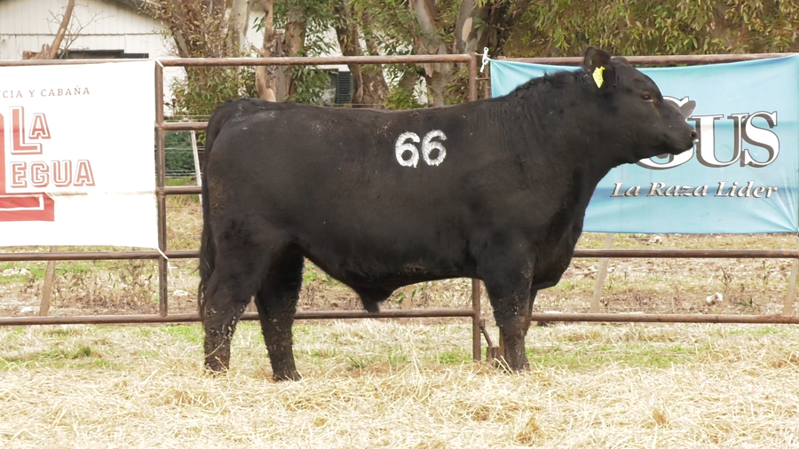 Lote TOROS ANGUS NEGROS  PC