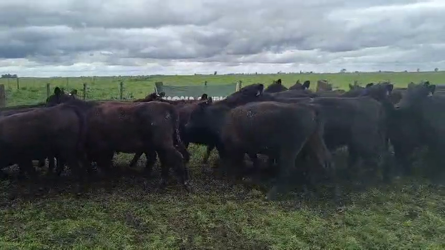 Lote 35 Terneras en Coronel Suarez